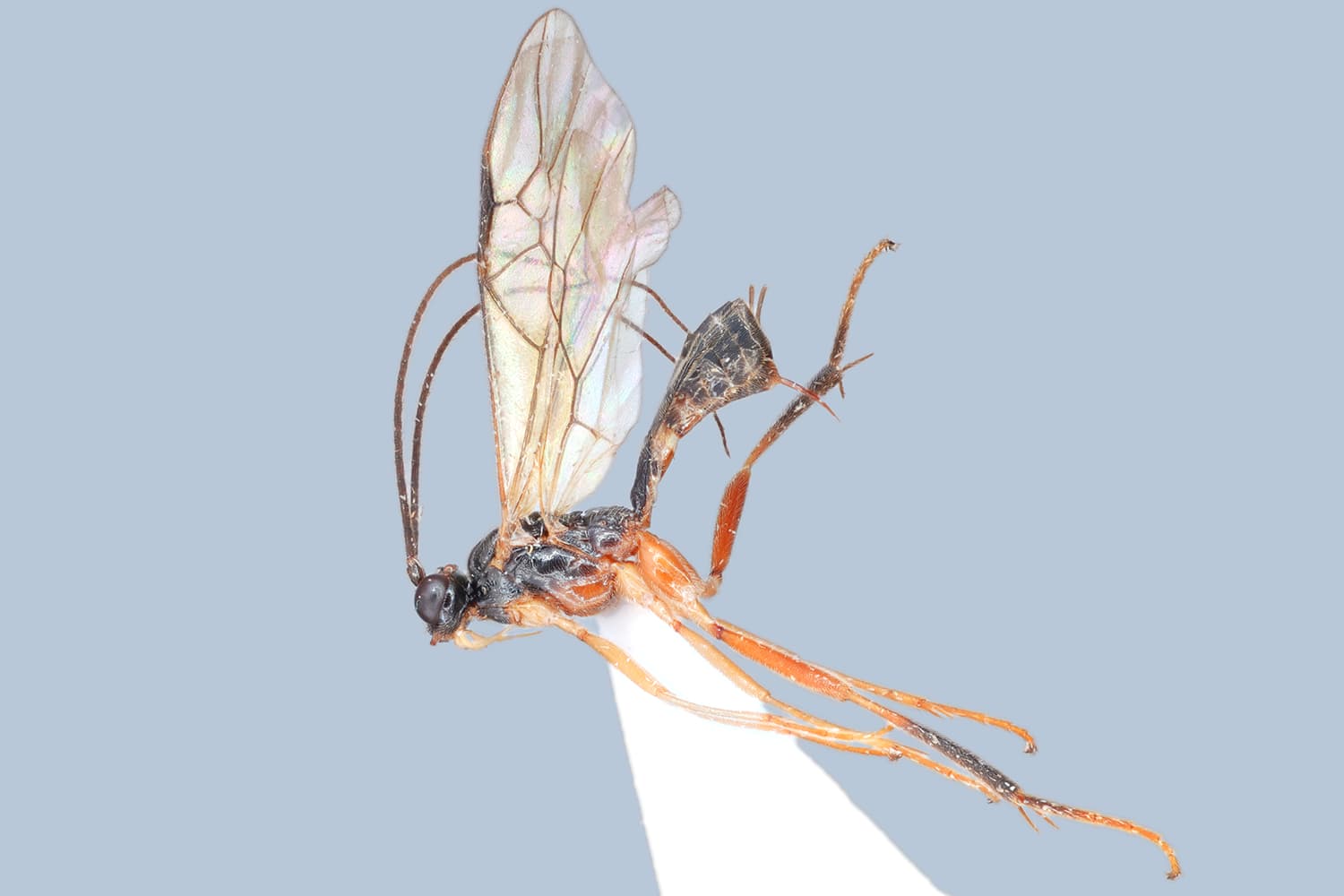 Default image